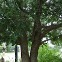 Southern Live Oak Tree