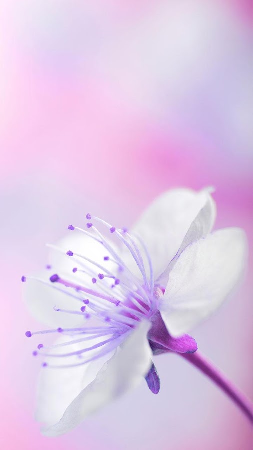 Beautiful Spring Flowers Live Wallpaper For Android Free