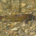 Brown Bullhead