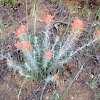 Indian paintbrush