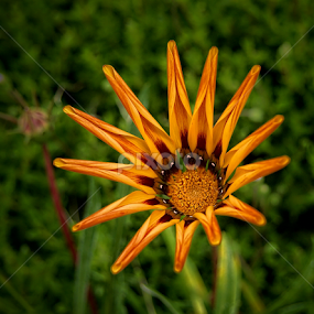 spring flower by Luís Dias - Flowers Single Flower