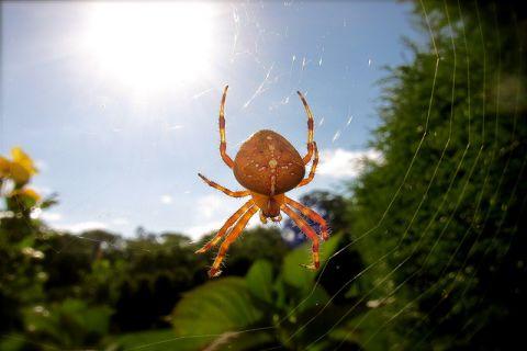 【免費娛樂App】Spider Wallpaper LWP-APP點子