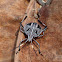 Zebra Gum Tree Shield Bug (nymph)