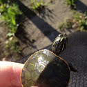 Eastern Painted Turtle