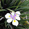 Large wild iris, fairy iris