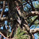 Yellow-bellied Sapsucker