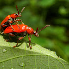 The scarlet lily beetles mating