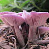 DAY 2 - Lilac Blewit