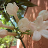Madagascar jasmine