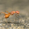 Ant mimic fly