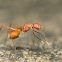 Ant mimic fly