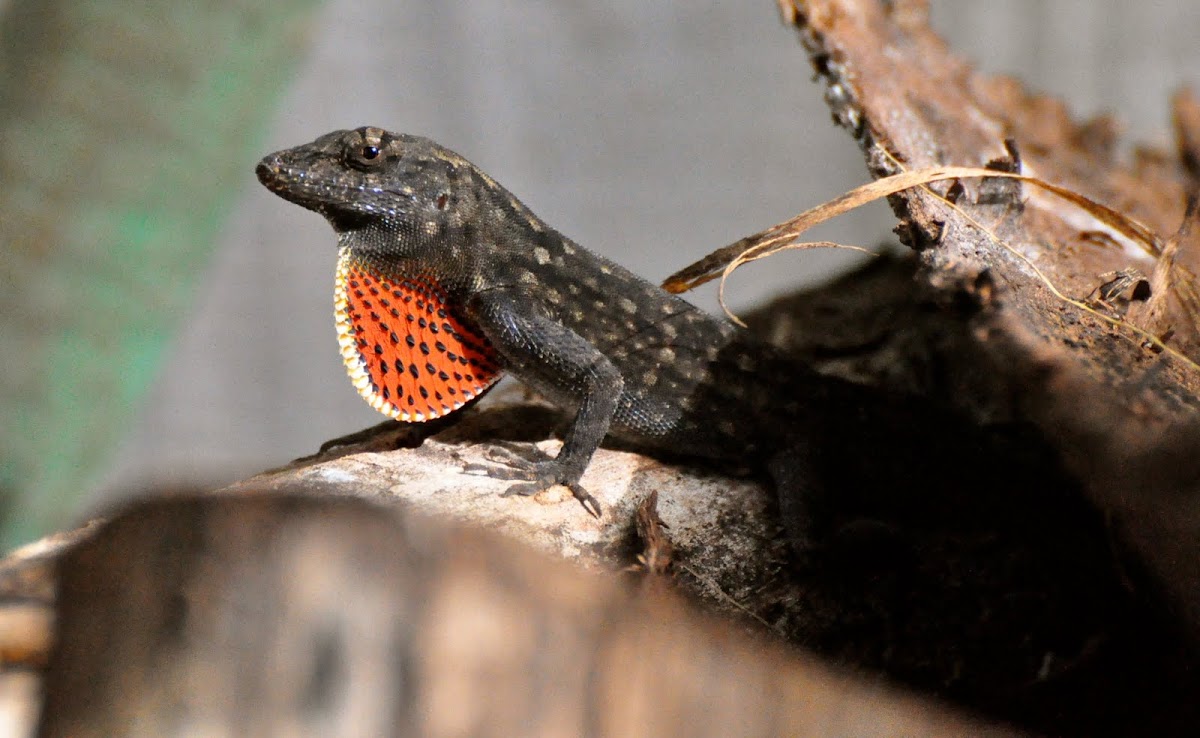 Brown Anole