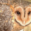 Masked Owl