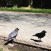 American Crow or Northwestern Crow