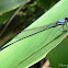 Jungle Threadtail