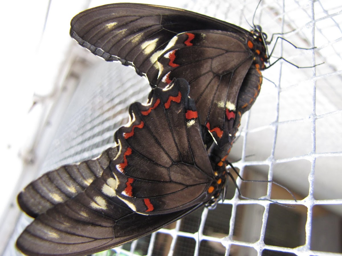 Polydamus butterfly