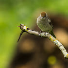 Blackcap ♀