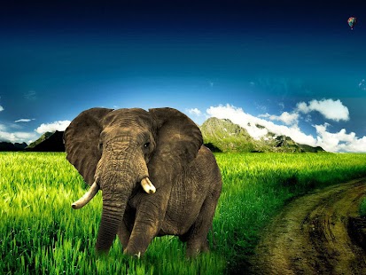 Elephant Wallpaper Screenshots 9