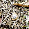 Roman snail/Veliki vrtni polž