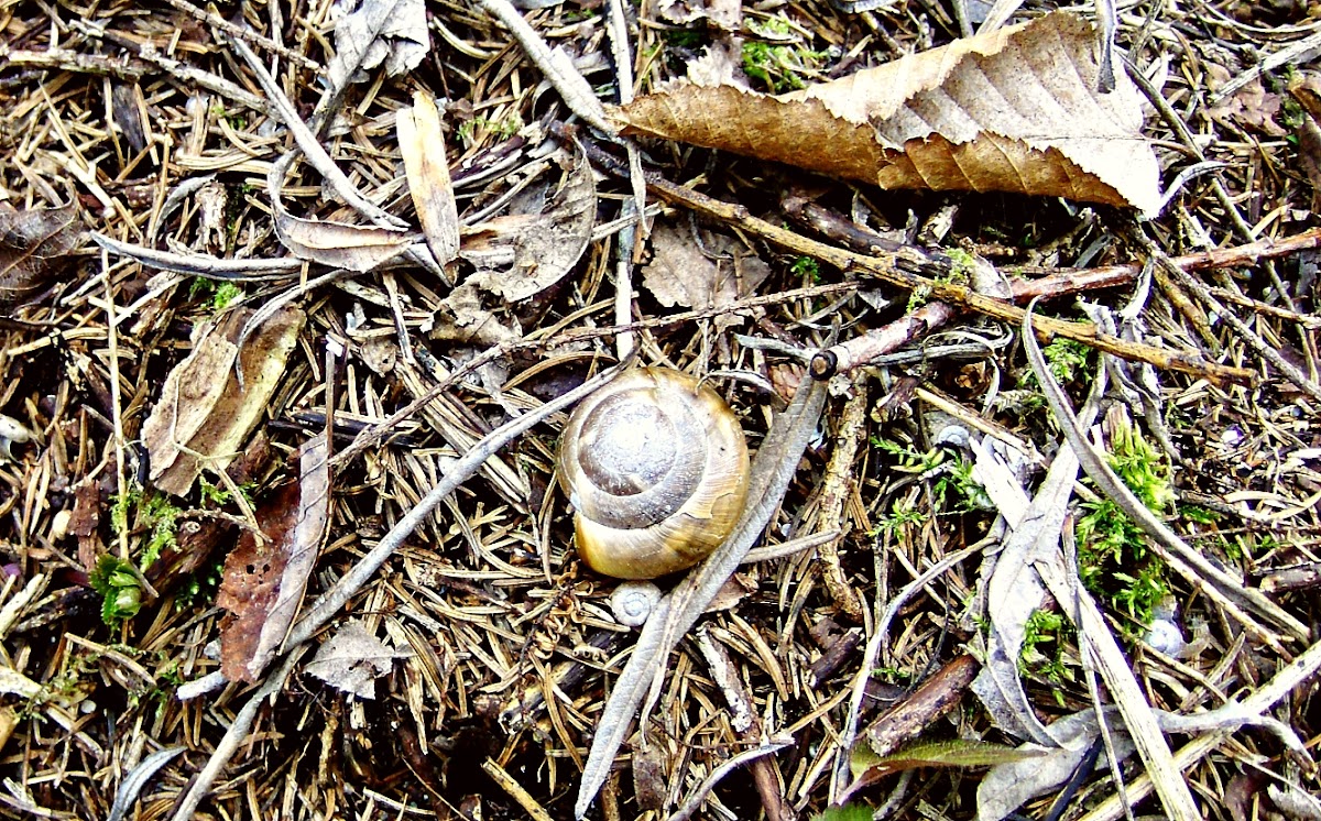 Roman snail/Veliki vrtni polž