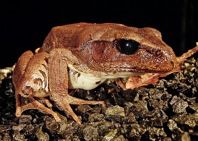 Cogger's Barred Frog