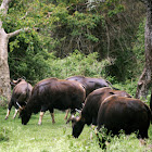 Gaur (Wild Indian Bison)