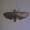 Common Eupithecia