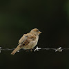 house sparrow (female)