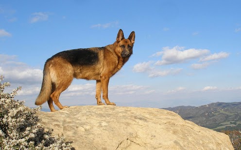 How to download German Shepherd - HD Wallpaper 1.0.2 apk for bluestacks