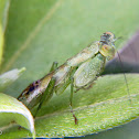Mantis nymph