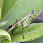 Mantis nymph