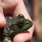 American Bullfrog (Juvenile)