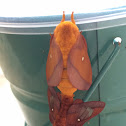 Orange-stripped Oakworm moth