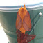 Orange-stripped Oakworm moth