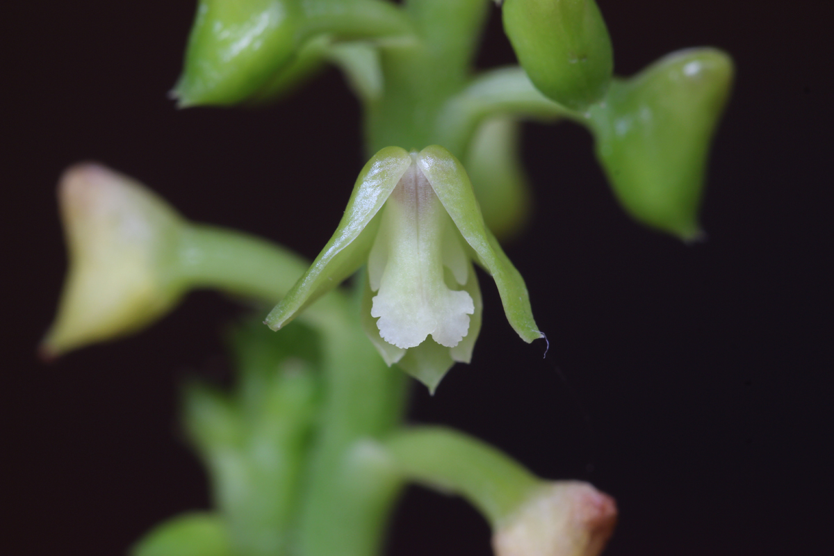 Pale Flowered Polystachya