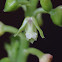 Pale Flowered Polystachya