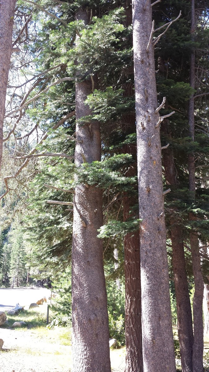 Lodgepole Pine Tree