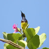 Olive backed sunbird