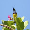 Olive backed sunbird