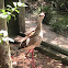 Red-legged Seriema