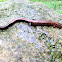red backed salamander