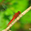 Scarlet Skimmer - Male