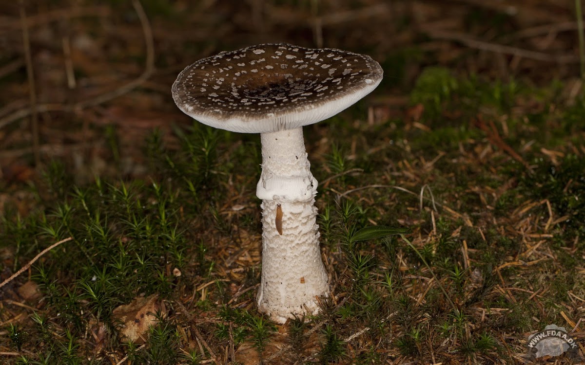 Grey spotted Amanita