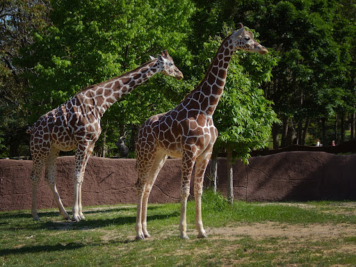 Reticulated Giraffe Roger Brandt and Saint Louis Zoo