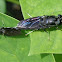 Black soldier fly