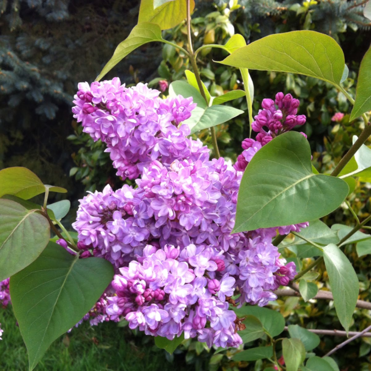 Lilac, genus Syringa