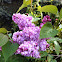 Lilac, genus Syringa