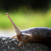 Keelback Slug