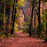 Way to the river by Sue Duq -  