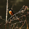 Birds of North East India, Bhutan and Bangladesh